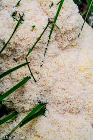 Attēlu rezultāti vaicājumam “Fuligo septica cf. septica”