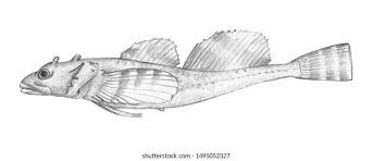 Image result for Myoxocephalus quadricornis