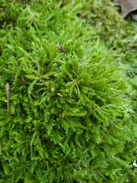 Attēlu rezultāti vaicājumam “Brachythecium salebrosum”