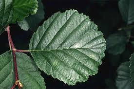 Attēlu rezultāti vaicājumam “Alnus glutinosa”