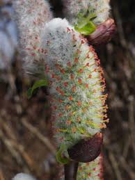 Attēlu rezultāti vaicājumam “Salix aurita flower”