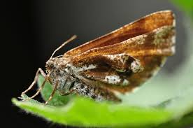 Attēlu rezultāti vaicājumam “Bupalus piniaria”