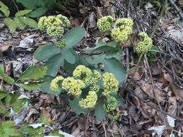 Attēlu rezultāti vaicājumam “Hylotelephium maximum”