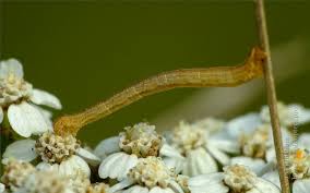 Attēlu rezultāti vaicājumam “Eupithecia subumbrata”