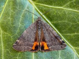 Attēlu rezultāti vaicājumam “Boudinotiana notha”