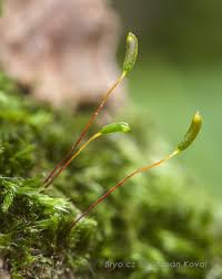 Attēlu rezultāti vaicājumam “Homomallium incurvatum sporophyte”