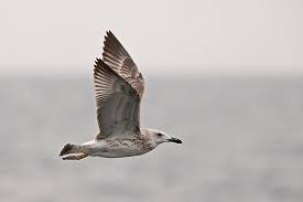 Image result for Larus cachinnans