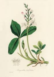 Attēlu rezultāti vaicājumam “Menyanthes trifoliata fruit”