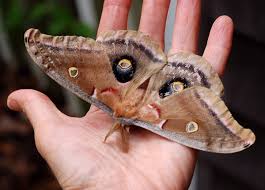 Attēlu rezultāti vaicājumam “cocoon”