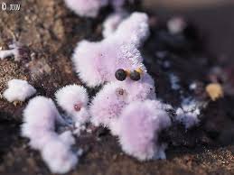 Attēlu rezultāti vaicājumam “Diderma tigrinum macro”