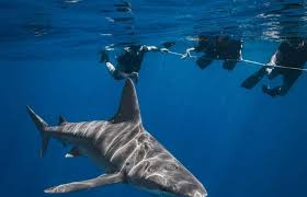Image result for Great Western Divers