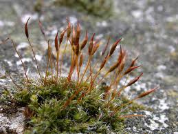 Attēlu rezultāti vaicājumam “Tortula truncata”