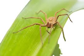 Attēlu rezultāti vaicājumam “Pisaura mirabilis male”