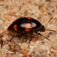 Attēlu rezultāti vaicājumam “Scaphidium quadrimaculatum”