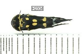 Attēlu rezultāti vaicājumam “Mordellidae”