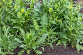 Attēlu rezultāti vaicājumam “Bunias orientalis”