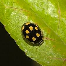 Attēlu rezultāti vaicājumam “Propylea quatuordecimpunctata”