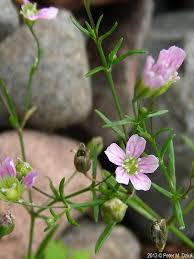 Attēlu rezultāti vaicājumam “Gypsophila muralis fruit”