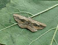 Attēlu rezultāti vaicājumam “Horisme vitalbata”