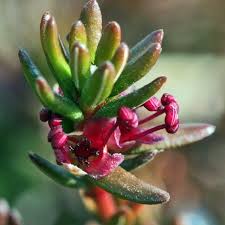 Attēlu rezultāti vaicājumam “Empetrum nigrum flower”