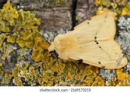 Attēlu rezultāti vaicājumam “Spilosoma lutea”