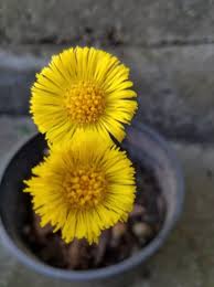 Attēlu rezultāti vaicājumam “Tussilago farfara flower”