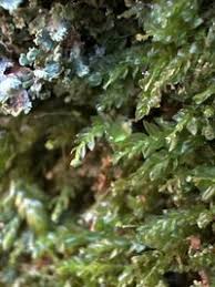 Attēlu rezultāti vaicājumam “Tetraphis pellucida”