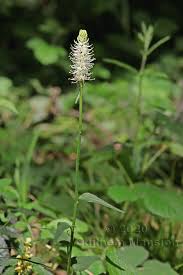 Attēlu rezultāti vaicājumam “Phyteuma spicatum bud”