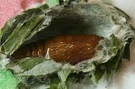 Attēlu rezultāti vaicājumam “Cucullia fraudatrix”