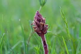 Attēlu rezultāti vaicājumam “Orobanche coerulescens bud”