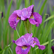 Attēlu rezultāti vaicājumam “Iris sibirica leaf”