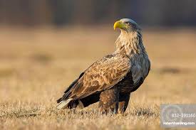 Attēlu rezultāti vaicājumam “Haliaeetus albicilla”