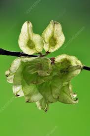 Attēlu rezultāti vaicājumam “Ulmus glabra”