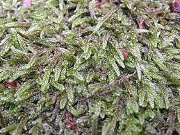 Attēlu rezultāti vaicājumam “Hypnum cupressiforme var. filiforme”