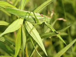 Attēlu rezultāti vaicājumam “Tettigonia viridissima”