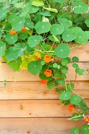 Image result for Tropaeolum minus