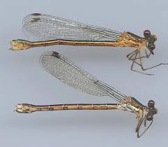 Attēlu rezultāti vaicājumam “Lestes dryas female”