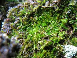 Attēlu rezultāti vaicājumam “Gymnocolea inflata”