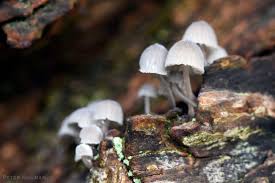 Attēlu rezultāti vaicājumam “Mycena pseudocorticola”