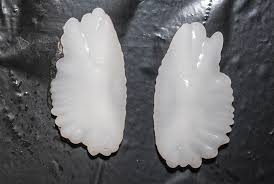 Image result for Arctogadus glacialis