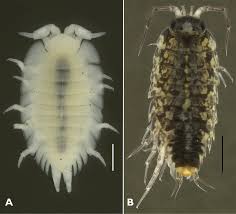 Attēlu rezultāti vaicājumam “Ligidium hypnorum”