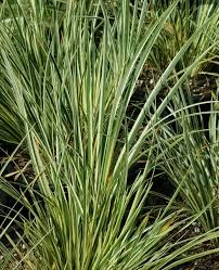 Attēlu rezultāti vaicājumam “Cychramus variegatus”