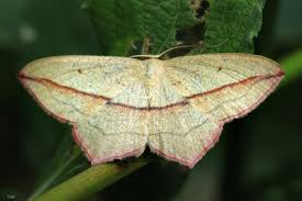 Attēlu rezultāti vaicājumam “Timandra comae”