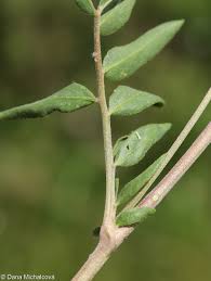 Attēlu rezultāti vaicājumam “Anthyllis vulneraria leaf”