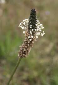 Attēlu rezultāti vaicājumam “Plantago uniflora flower”