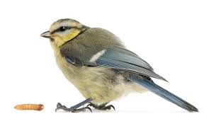 Attēlu rezultāti vaicājumam “Cyanistes caeruleus juvenile”