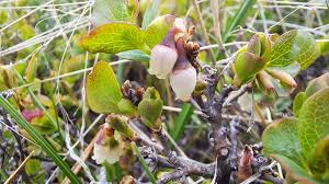 Attēlu rezultāti vaicājumam “Vaccinium uliginosum bud”