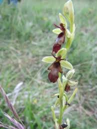 Attēlu rezultāti vaicājumam “Ophrys insectifera leaf”