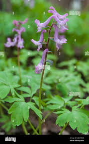 Attēlu rezultāti vaicājumam “Corydalis solida flower”