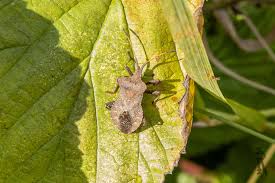 Attēlu rezultāti vaicājumam “Coreus marginatus”
